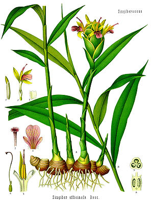 Echter Ingwer (Zingiber officinale)